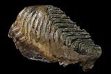 Fossil Woolly Mammoth Lower M Molar - North Sea Deposits #149771-1